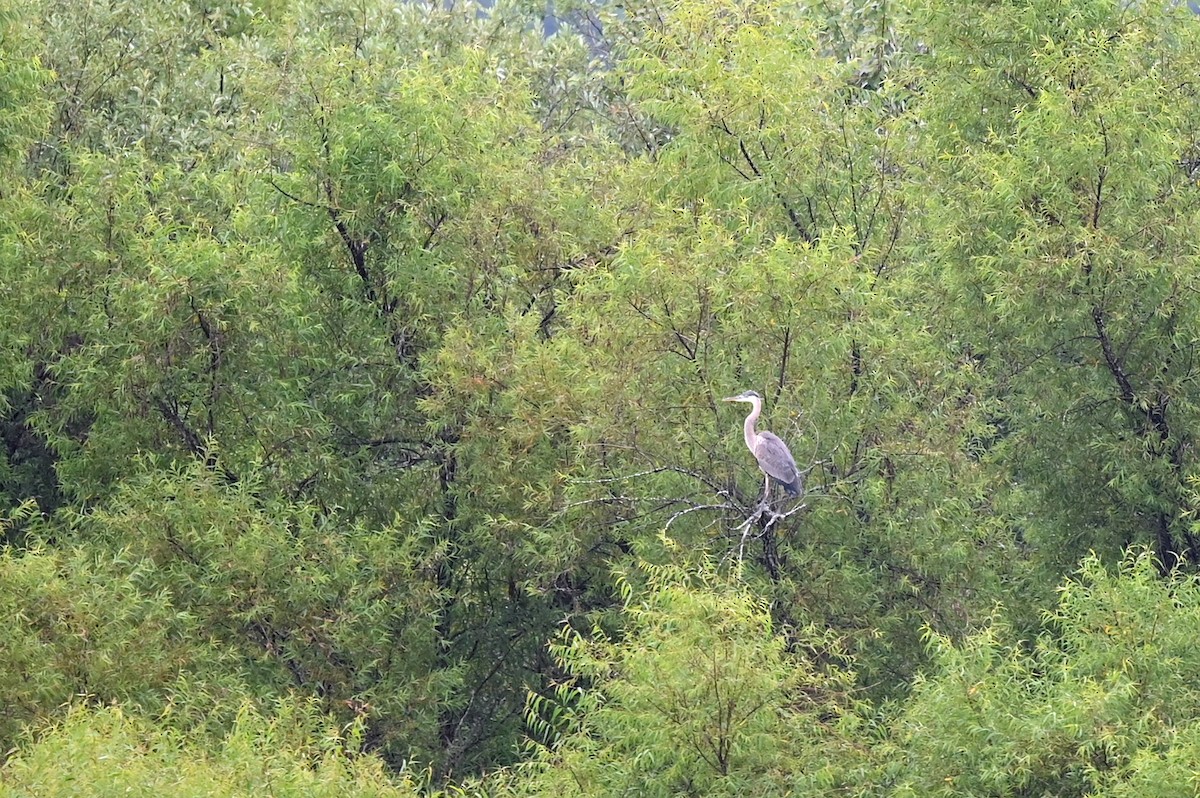 Great Blue Heron - Marie O'Neill