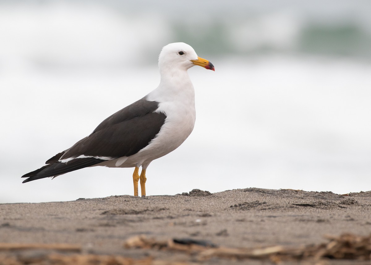 Belcher's Gull - ML603402621