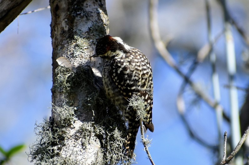 Checkered Woodpecker - Nahuel Cuba