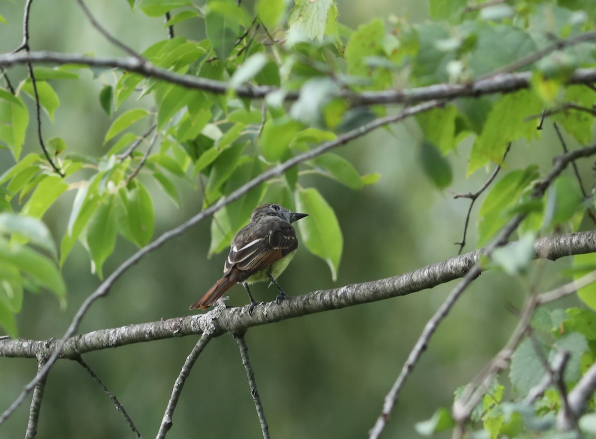 Great Crested Flycatcher - ML603403201