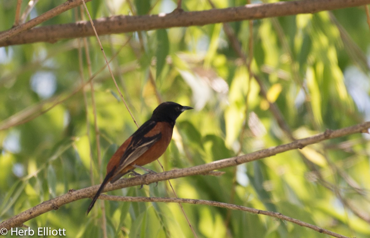 Orchard Oriole - ML60340341