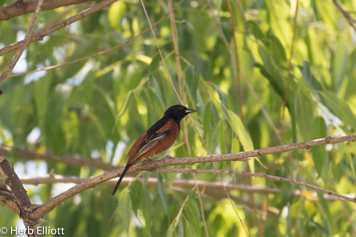 Orchard Oriole - ML60340351