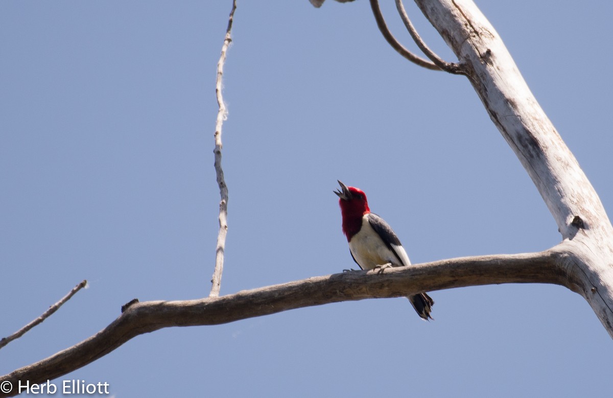 Red-headed Woodpecker - ML60340381
