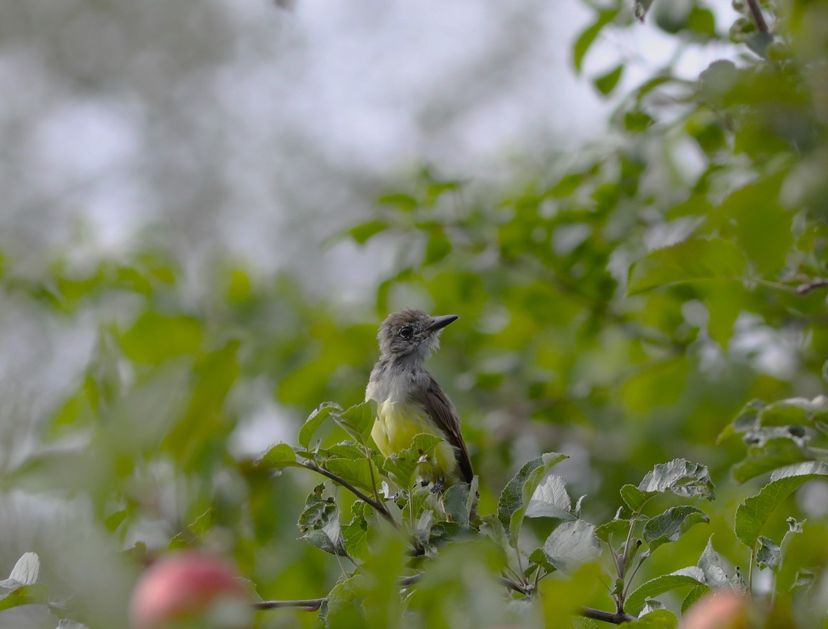 Great Crested Flycatcher - ML603403881