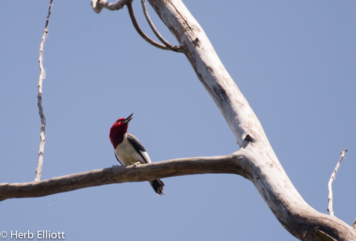 Red-headed Woodpecker - ML60340391
