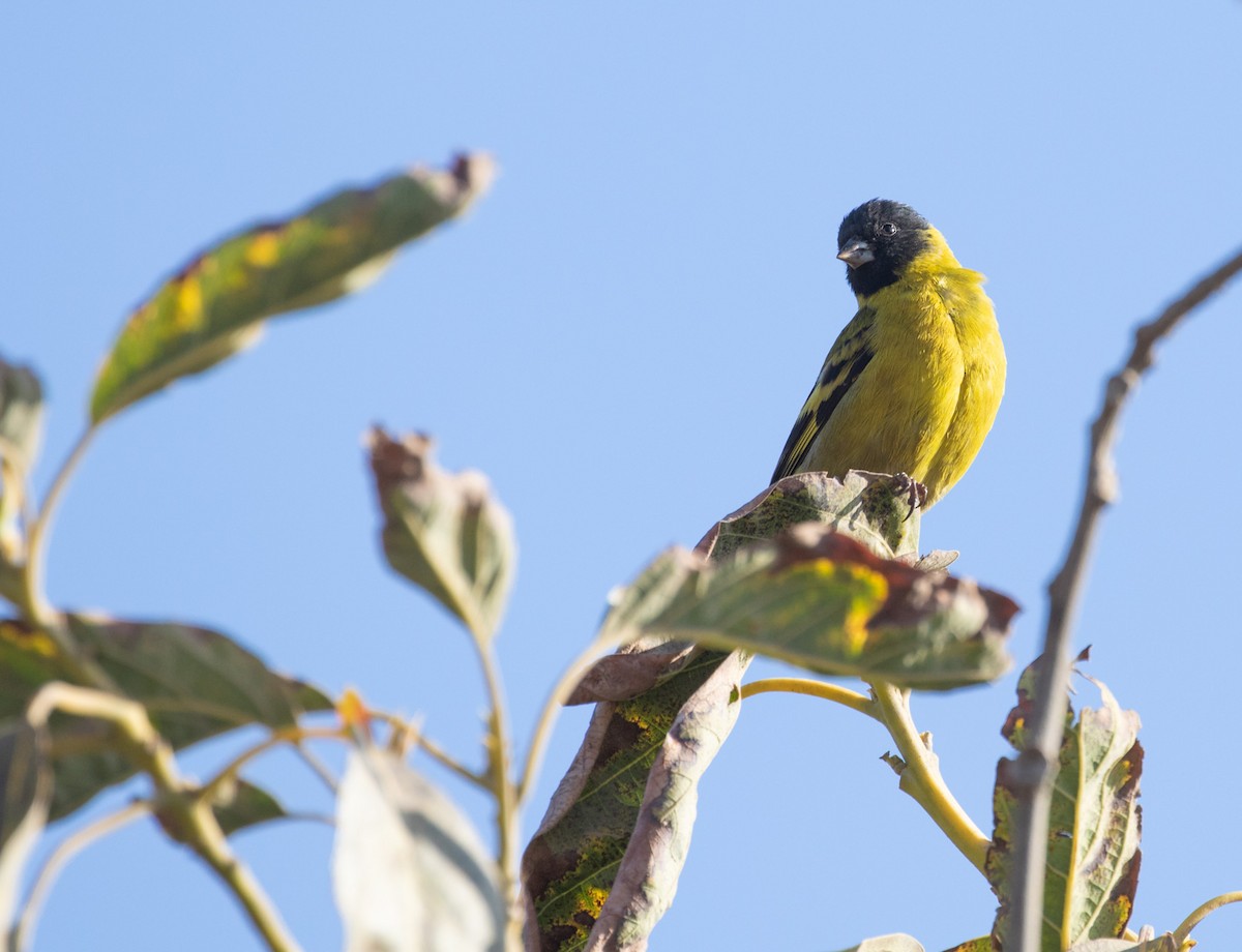 Hooded Siskin - Sebastián Saiter Villagrán