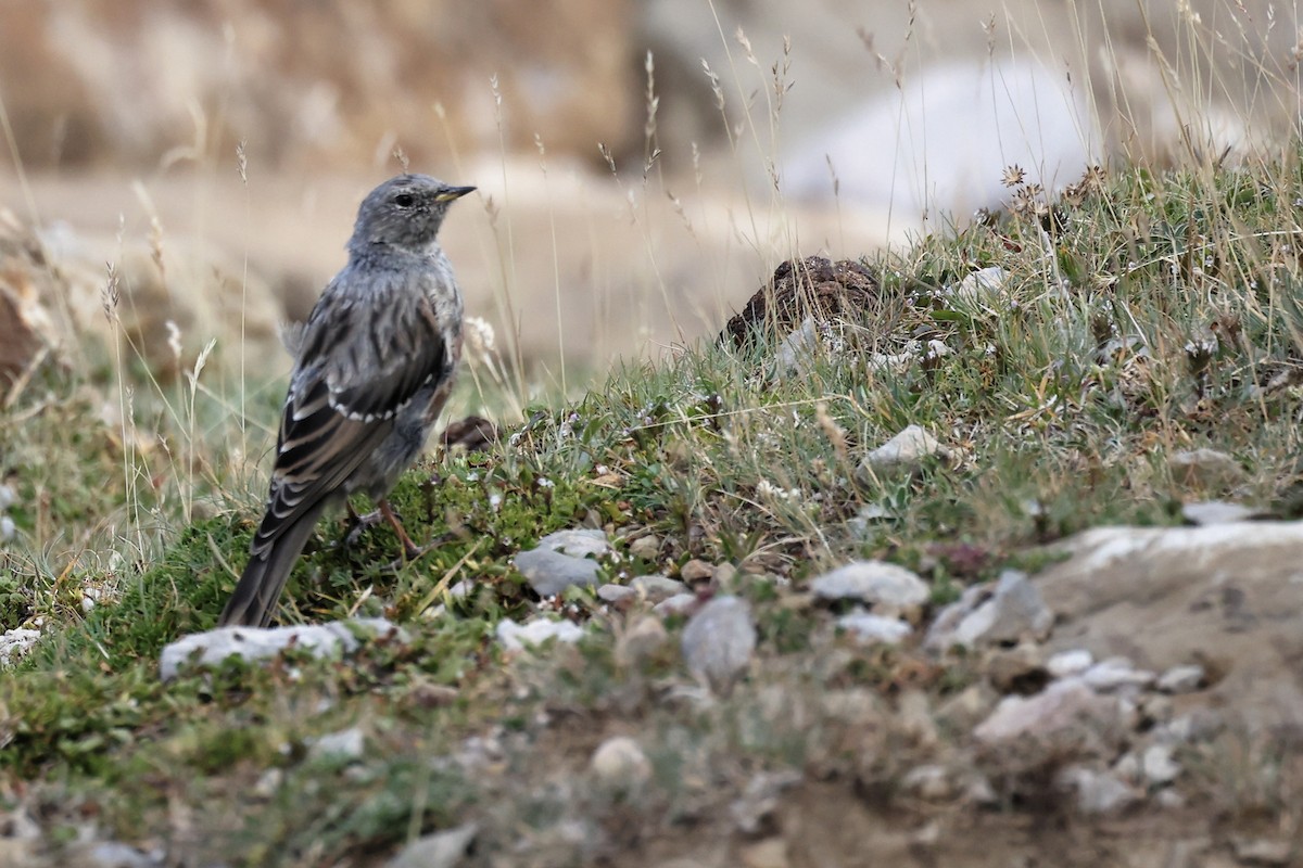 Alpine Accentor - ML603405171