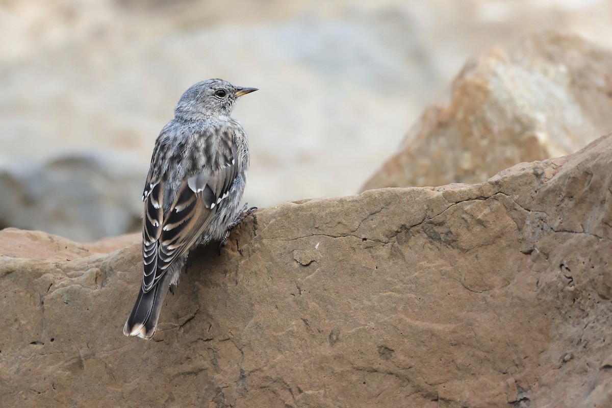 Alpine Accentor - ML603405201