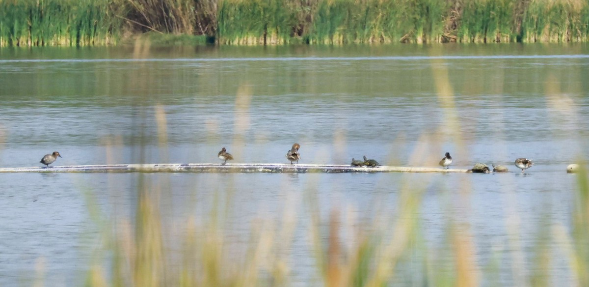 duck sp. - Parker Marsh