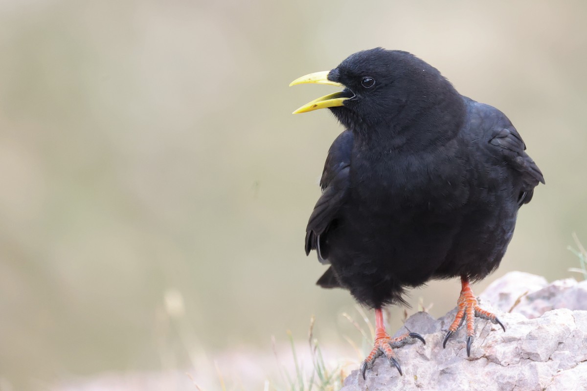 Yellow-billed Chough - ML603405461