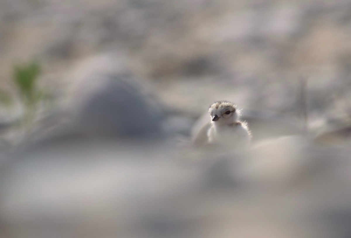 Piping Plover - ML603406331