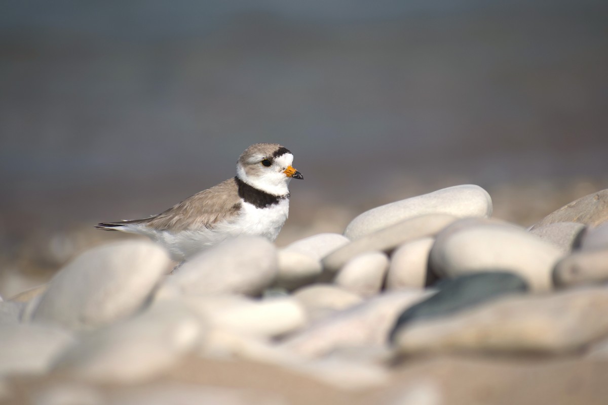 Piping Plover - ML603406351