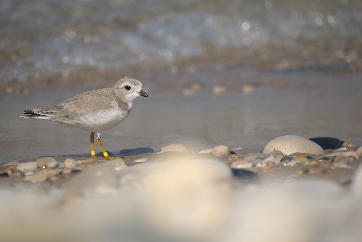 Piping Plover - ML603406361