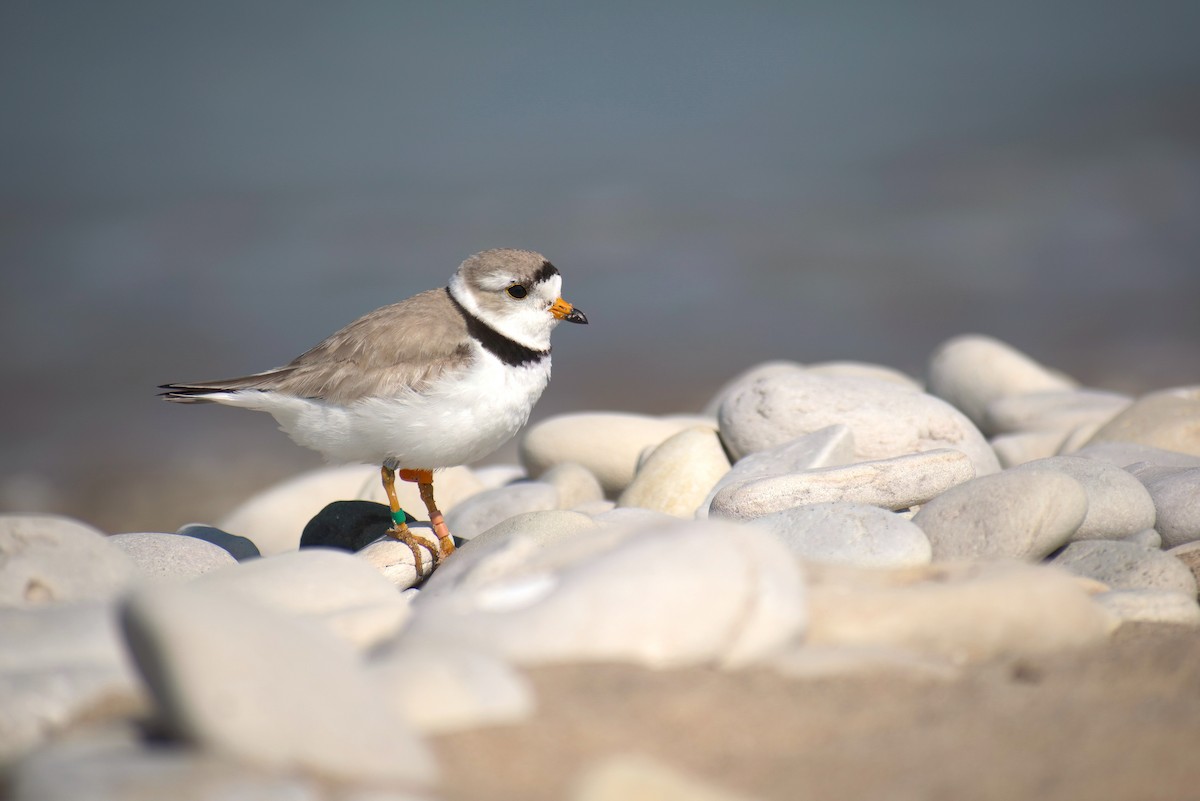 Piping Plover - ML603406371