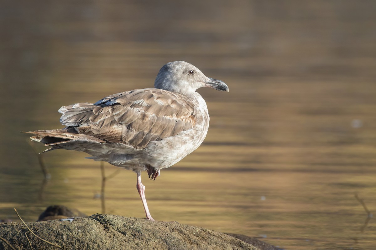 Western Gull - Tanner Martin