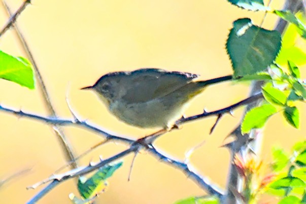 Common Yellowthroat - Doyle Wilson