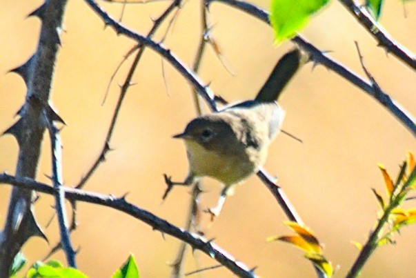 Common Yellowthroat - Doyle Wilson