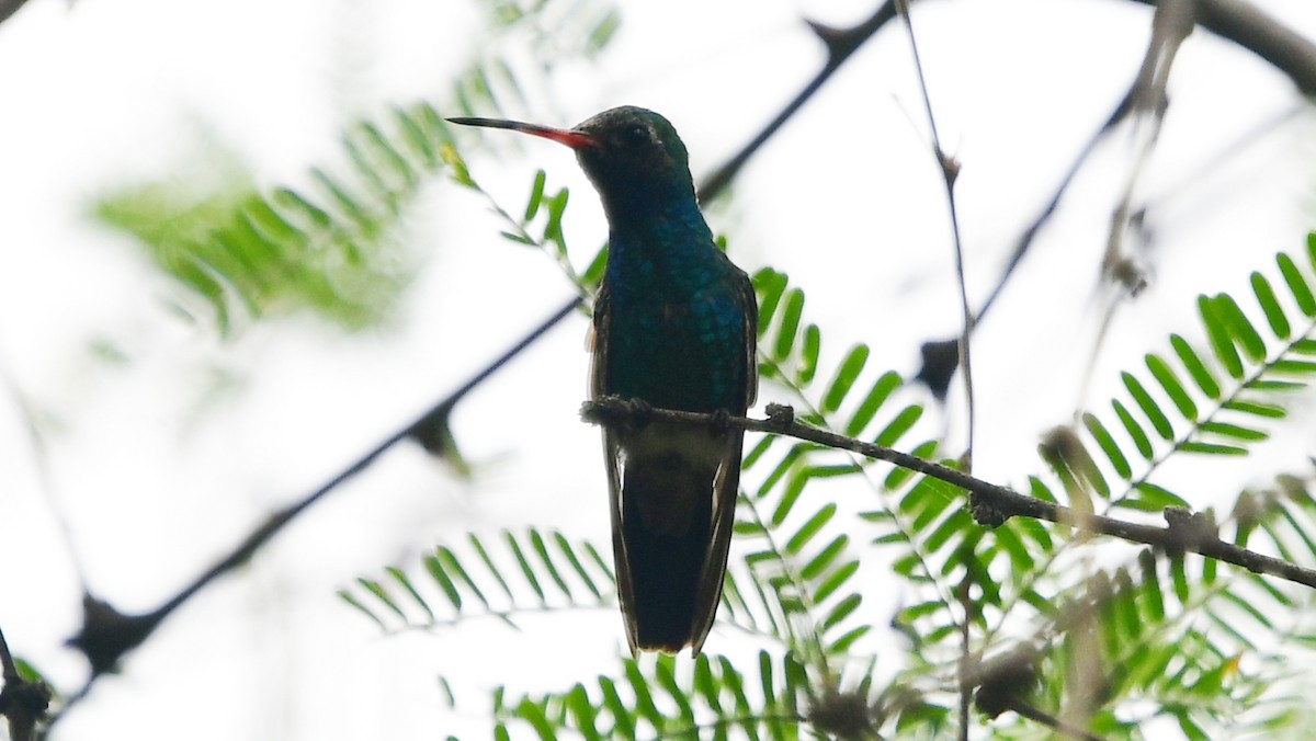 Broad-billed Hummingbird - ML603407981