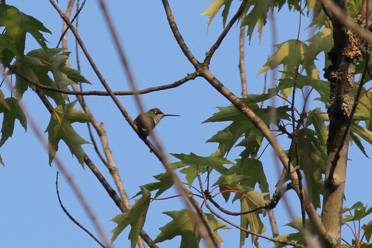 Colibri à gorge rubis - ML603408751