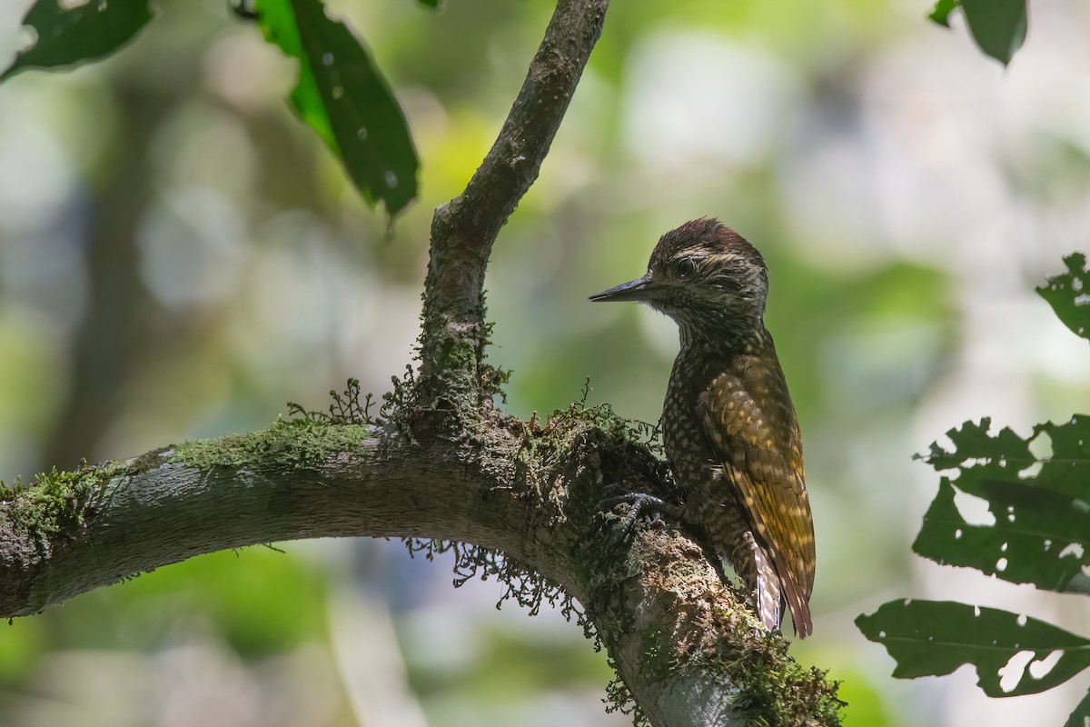 White-spotted Woodpecker - Pablo Re