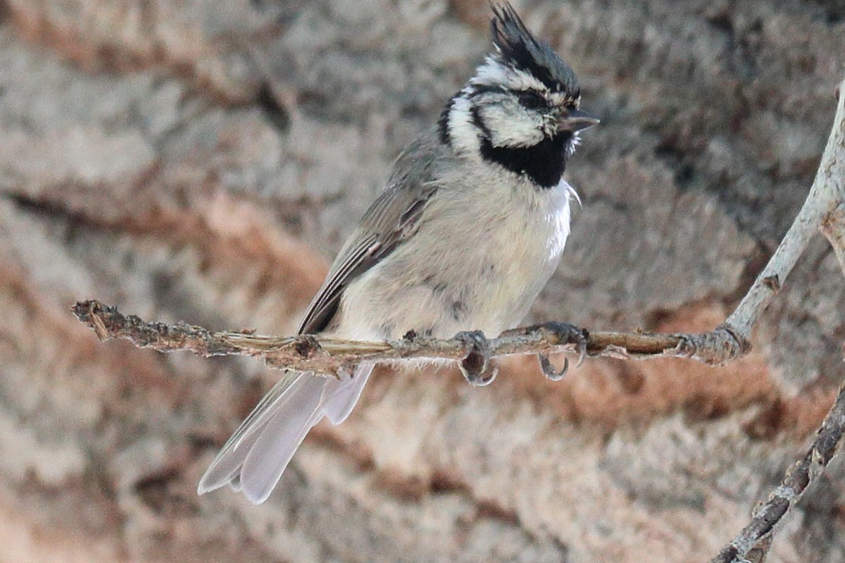 Bridled Titmouse - ML603410291