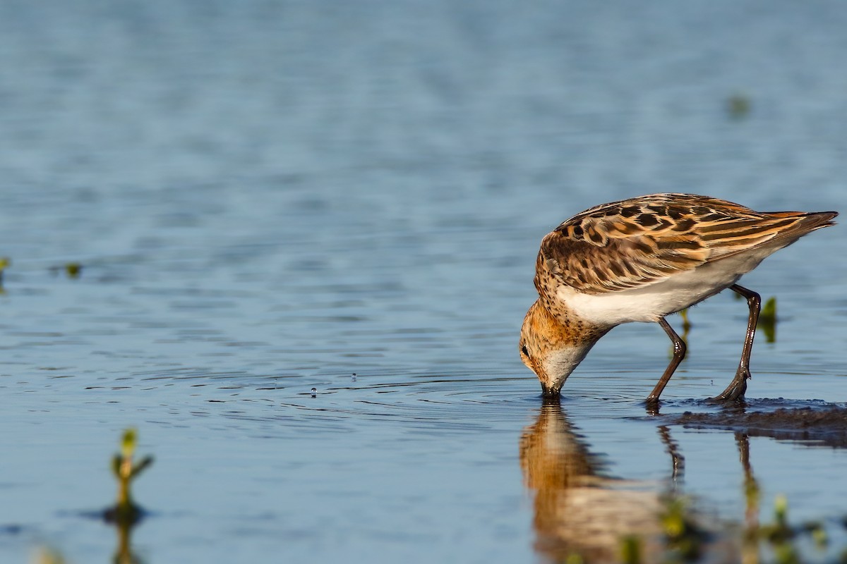 Little Stint - ML603411061