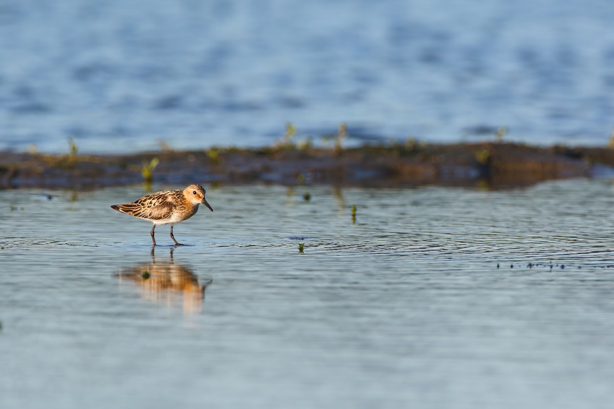 Little Stint - Scott Carpenter