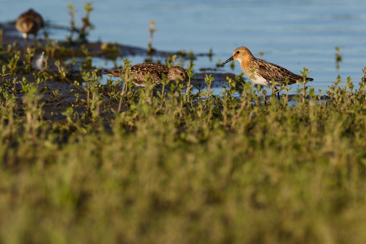 Little Stint - ML603411101