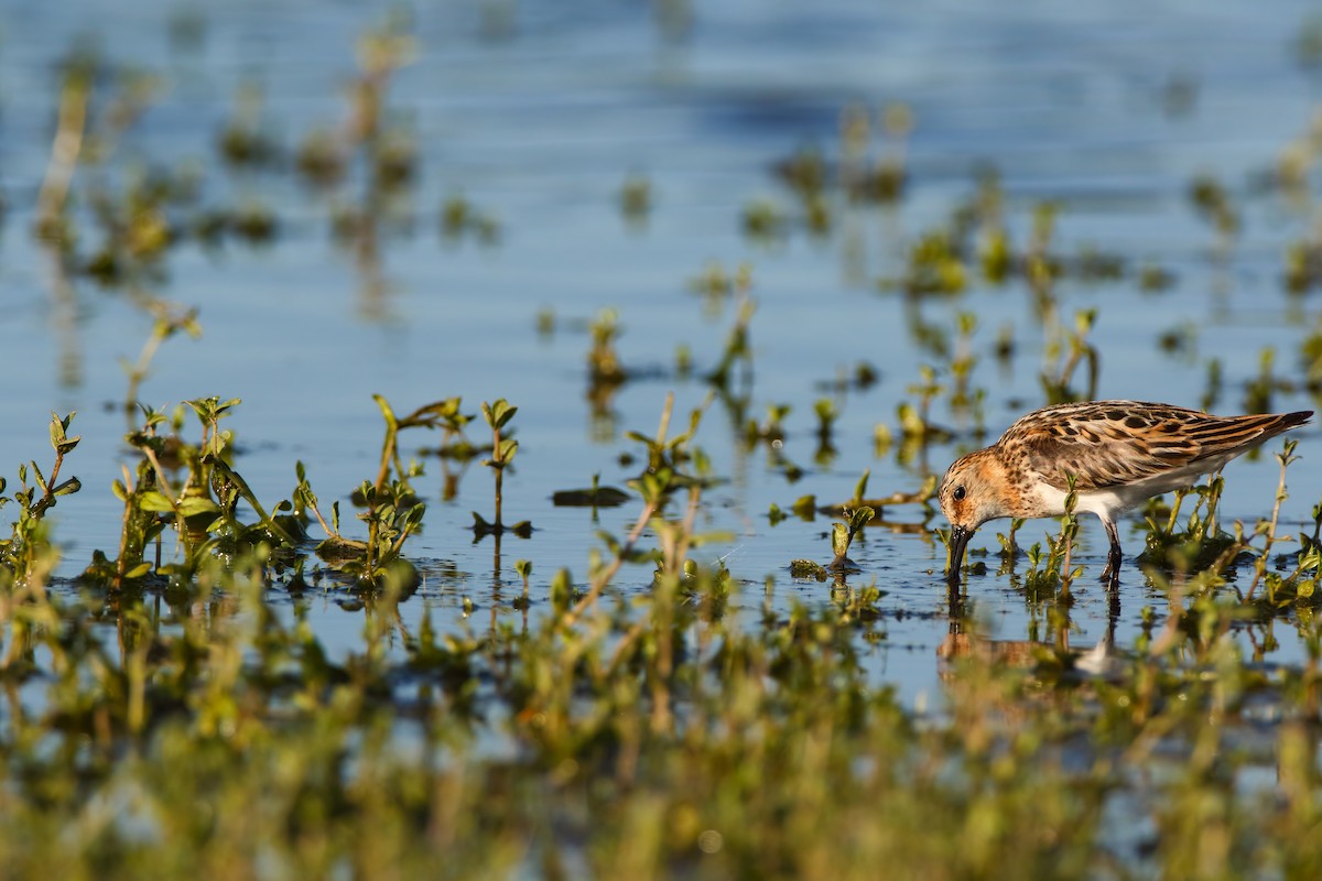 Little Stint - Scott Carpenter