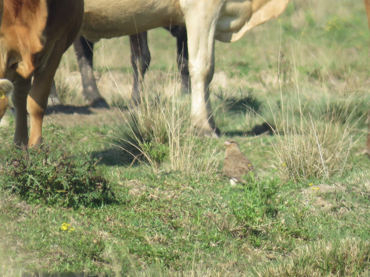 Chimango Caracara - ML603411421