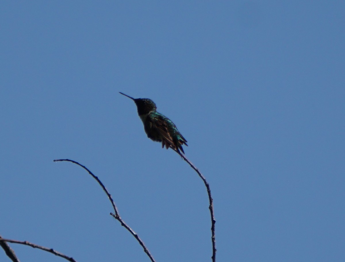 Ruby-throated Hummingbird - Michelle Koon