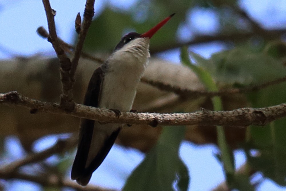 Violet-crowned Hummingbird - ML603411581