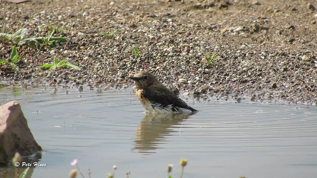 Eastern Black-eared Wheatear - ML603411701