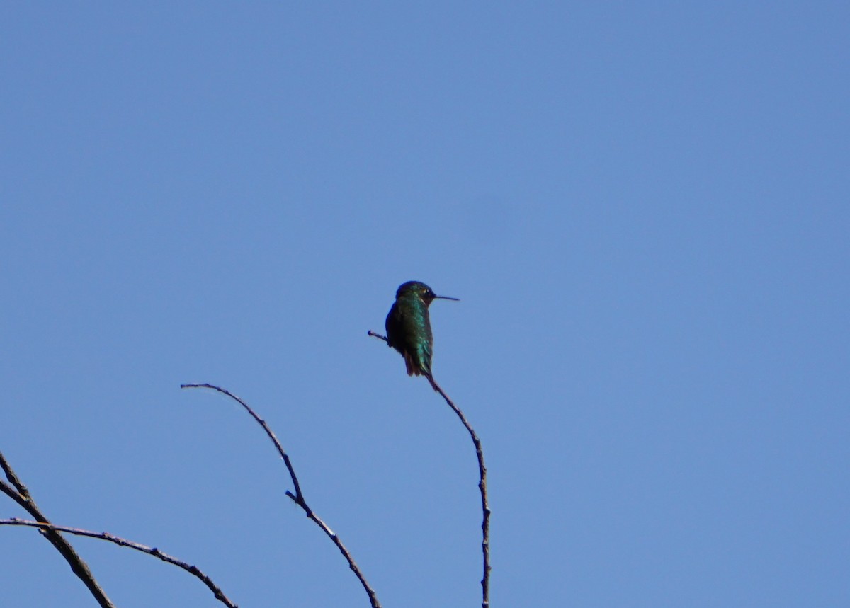 Ruby-throated Hummingbird - Michelle Koon