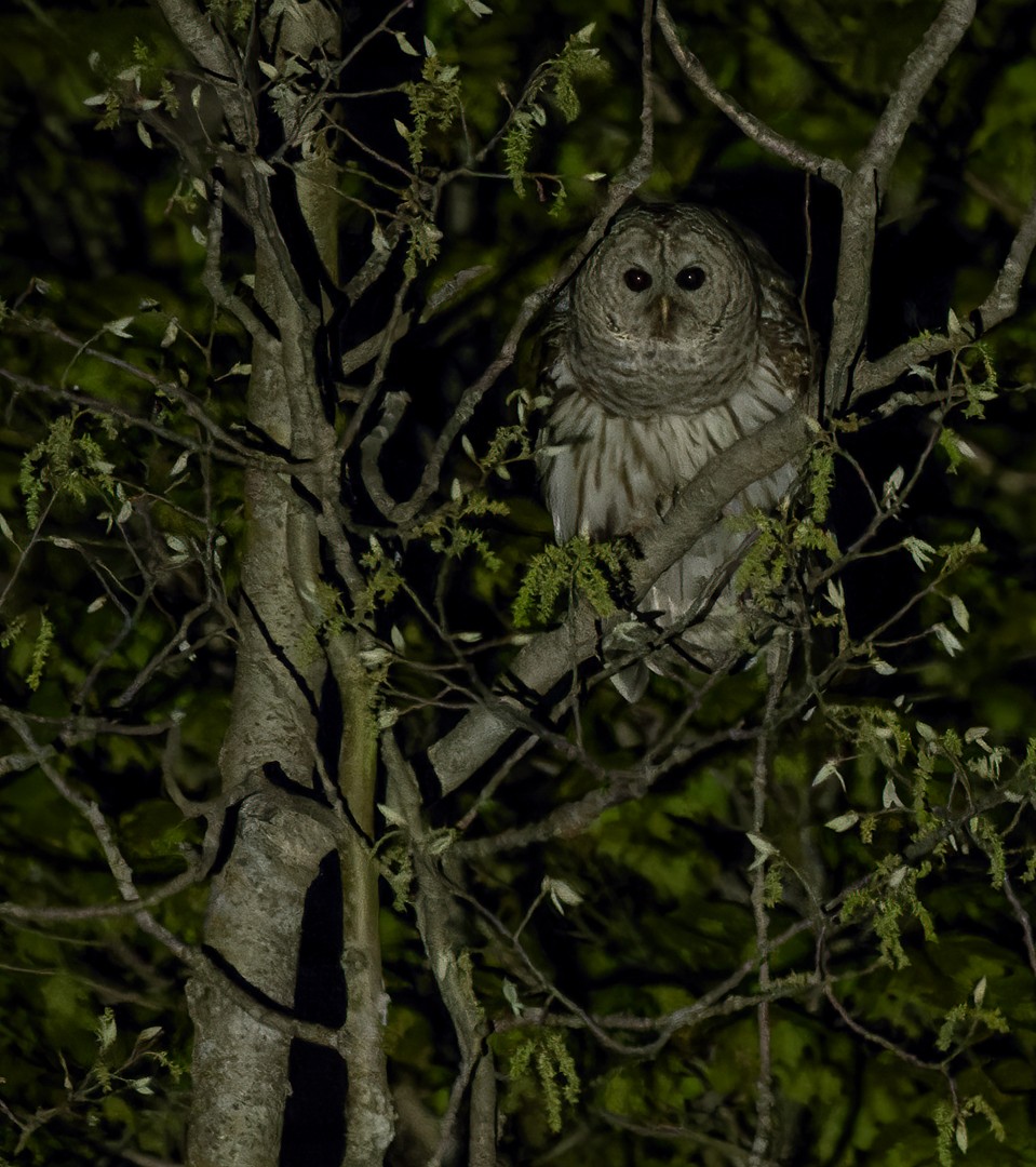 Barred Owl - ML603412921