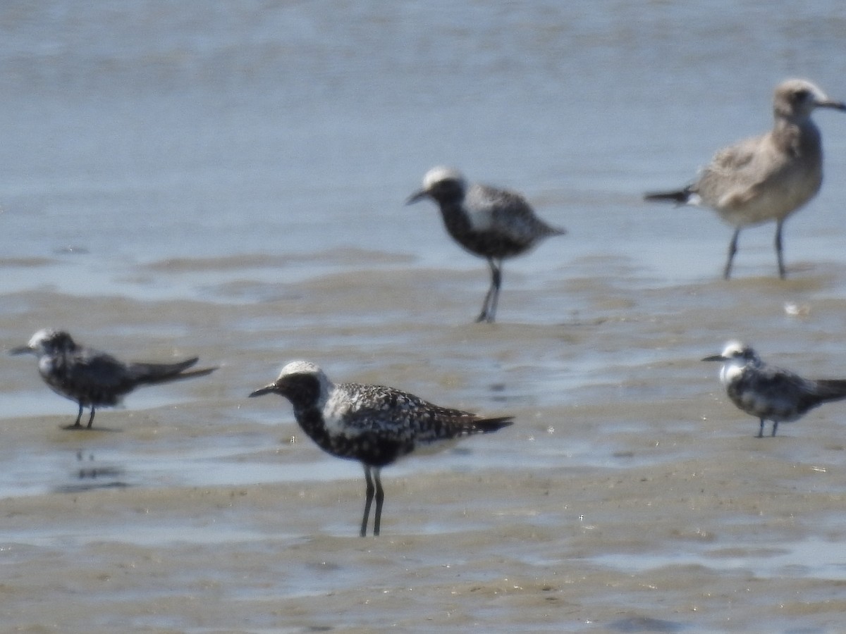 Black-bellied Plover - ML603414081