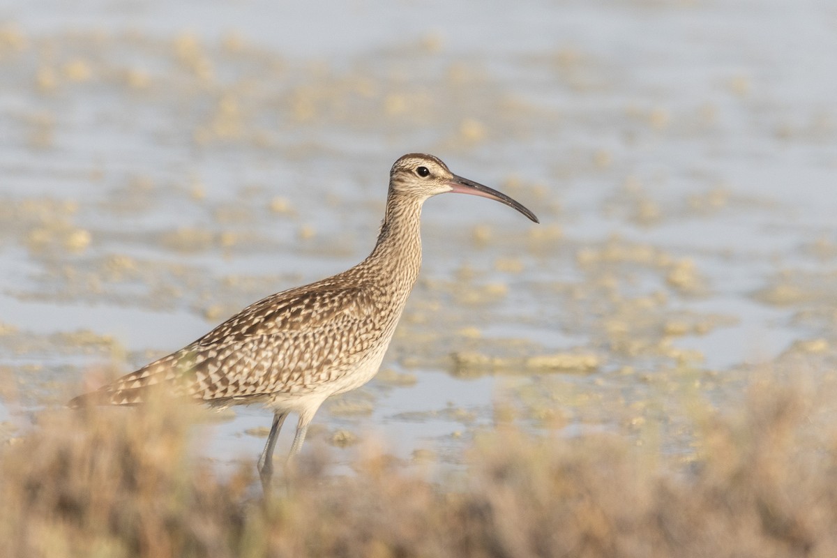 Whimbrel - ML603414271