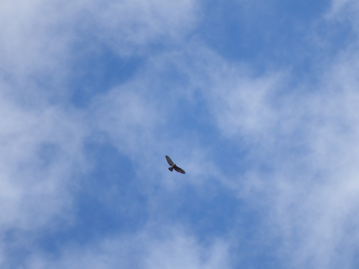 Broad-winged Hawk - ML60341531