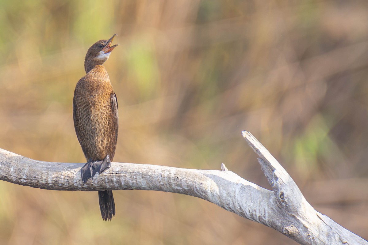 Pygmy Cormorant - ML603415341