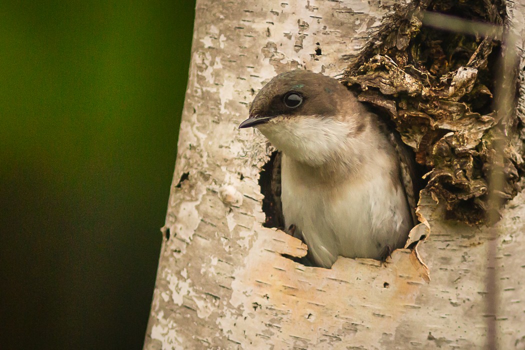 Tree Swallow - ML60341541