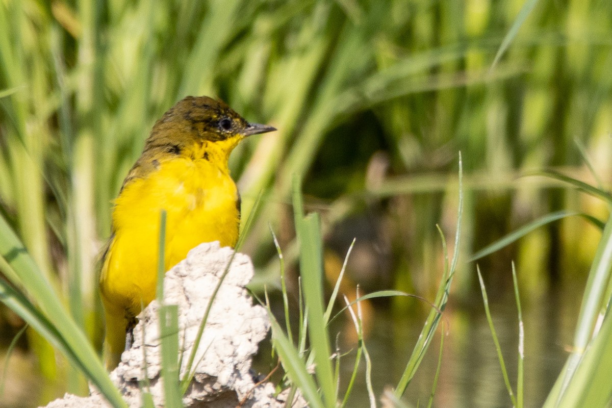 Western Yellow Wagtail - ML603415601