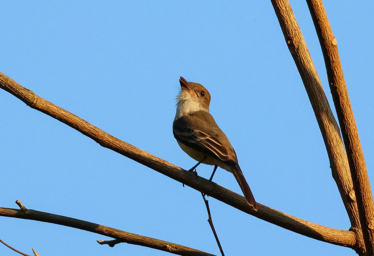 Brown-crested Flycatcher - Cristina Rappa