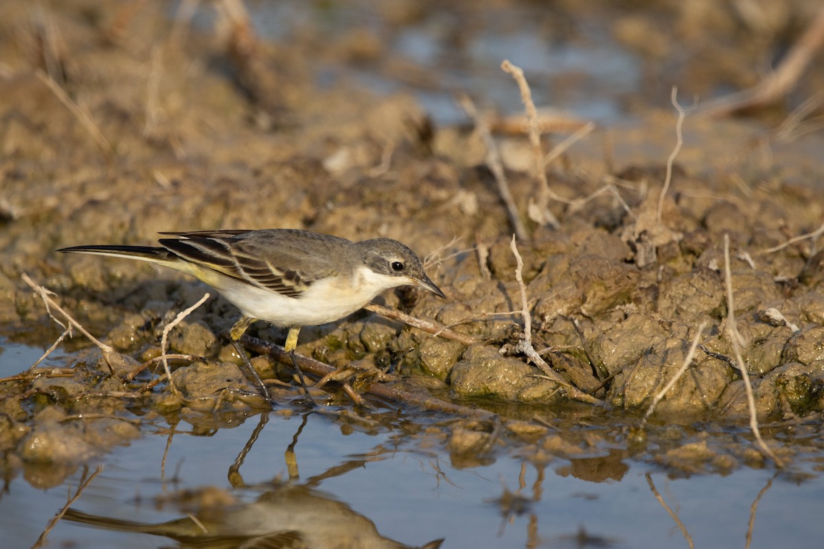 Western Yellow Wagtail - ML603415681