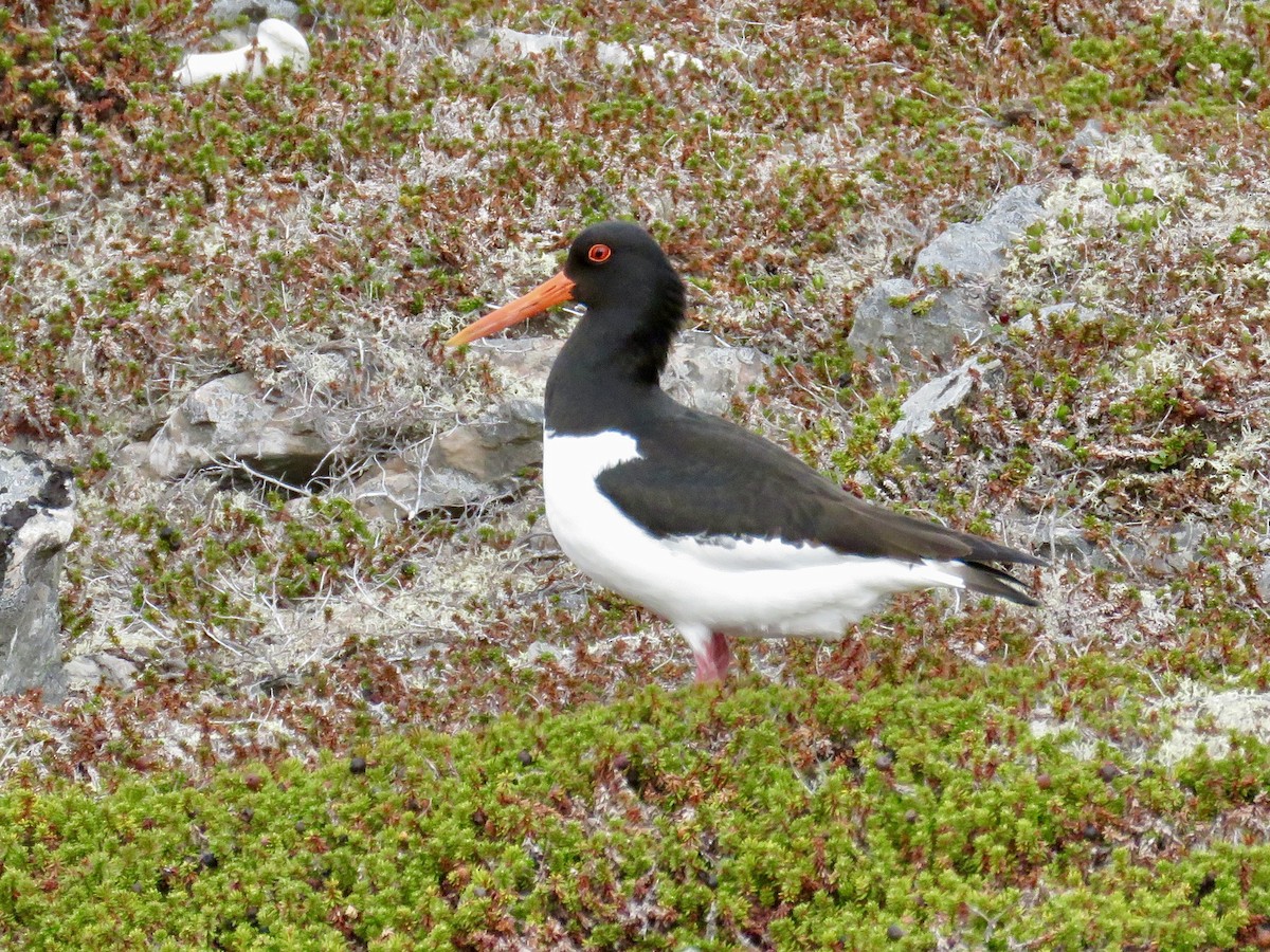 Eurasian Oystercatcher - ML603415771