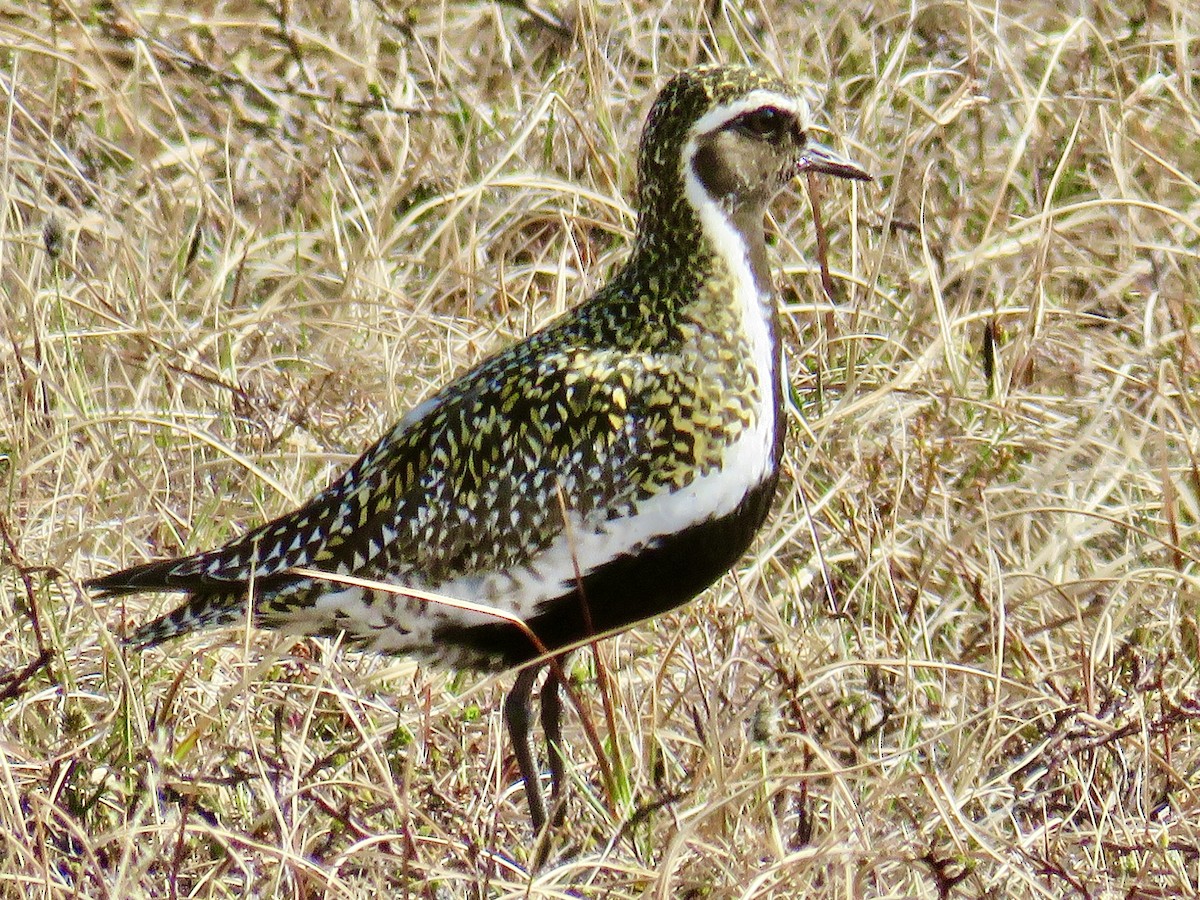 European Golden-Plover - ML603415851