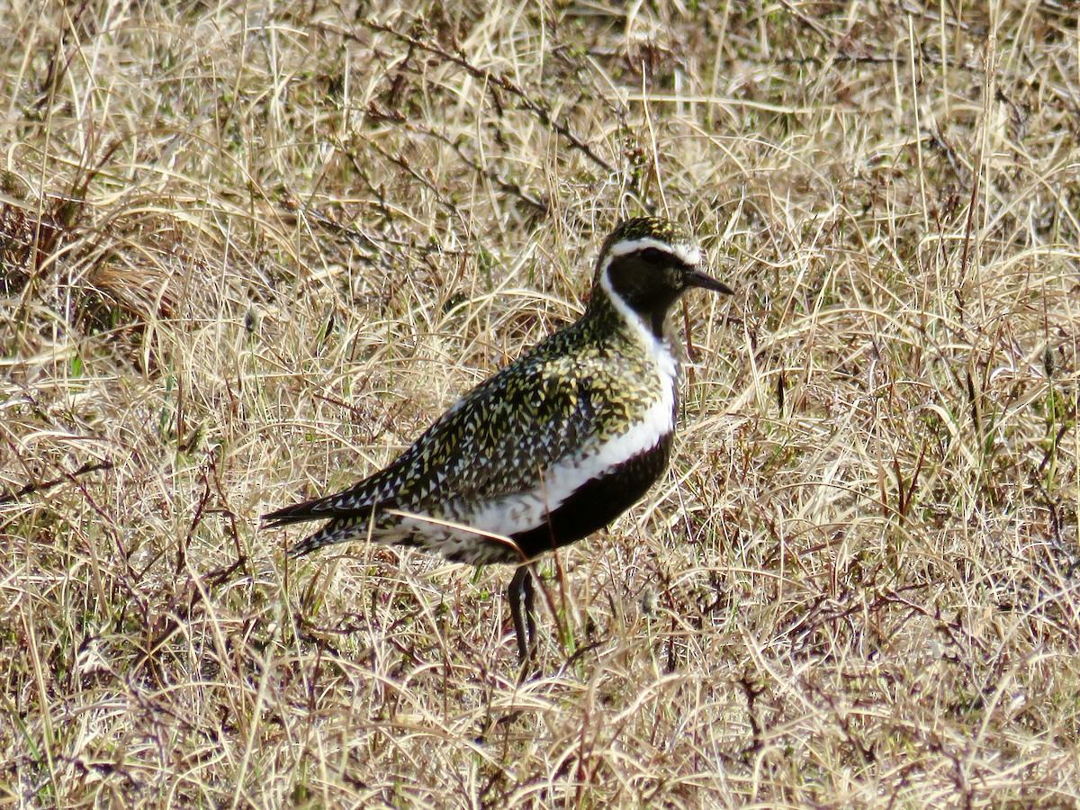 European Golden-Plover - Barbara Kelley