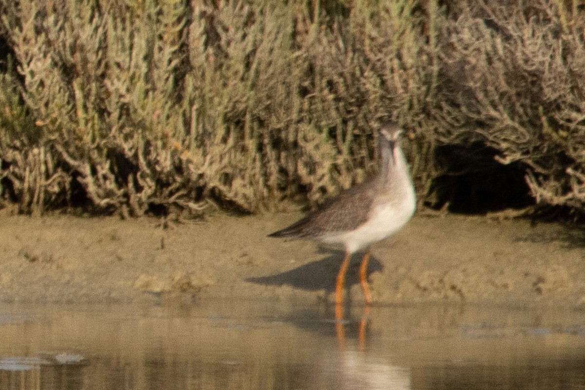 Spotted Redshank - ML603416291