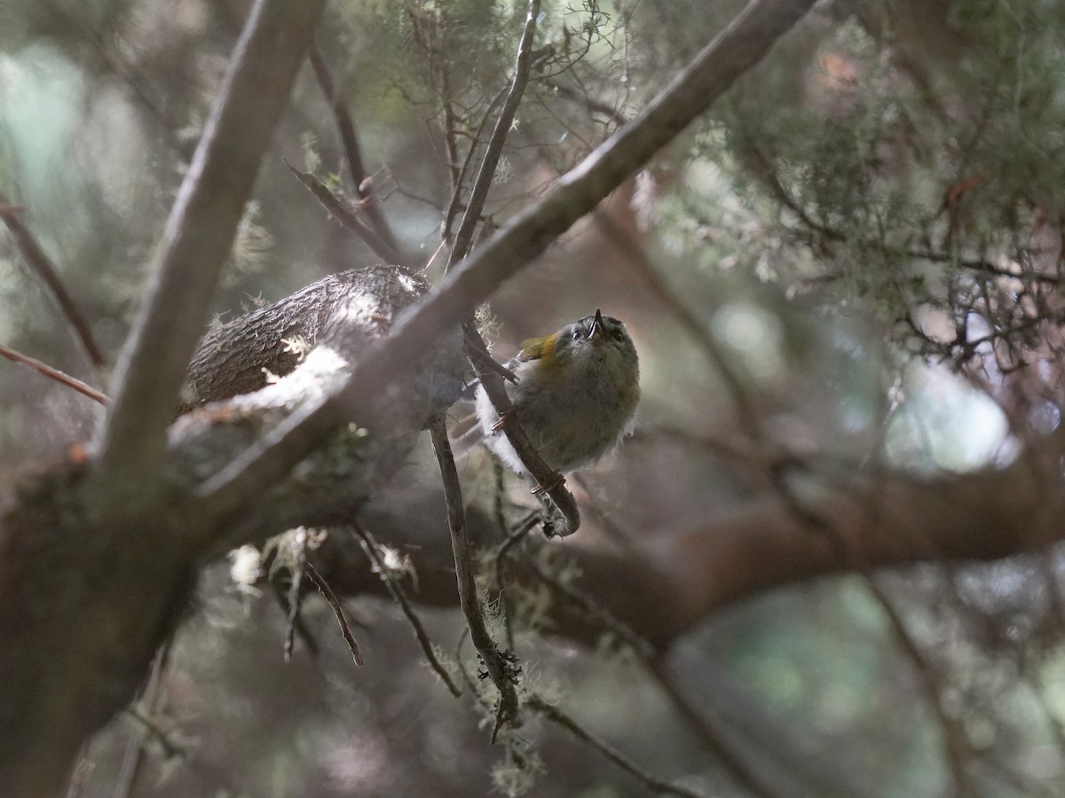 Madeira Firecrest - ML603416421