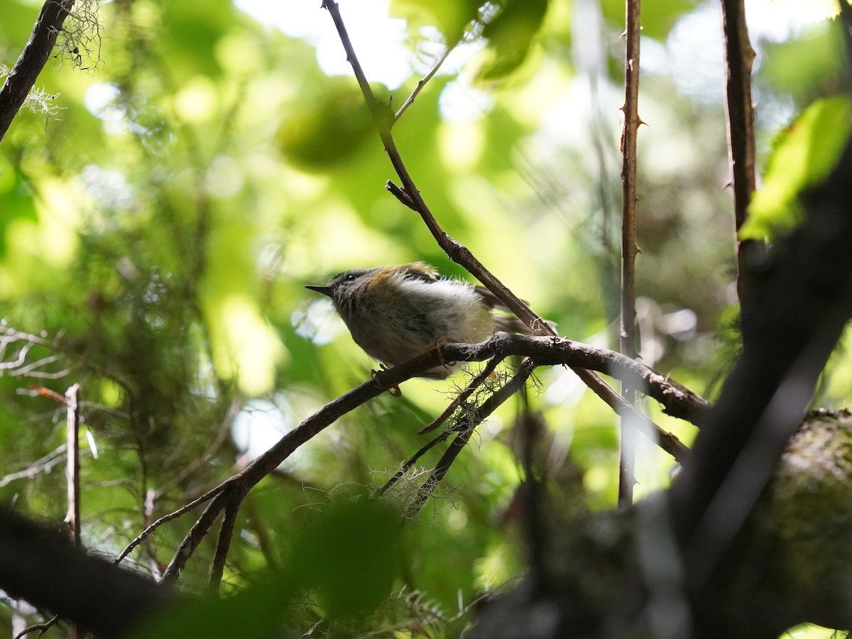 Madeira Firecrest - ML603416431