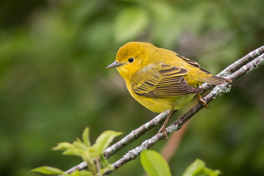 Yellow Warbler - ML60341651